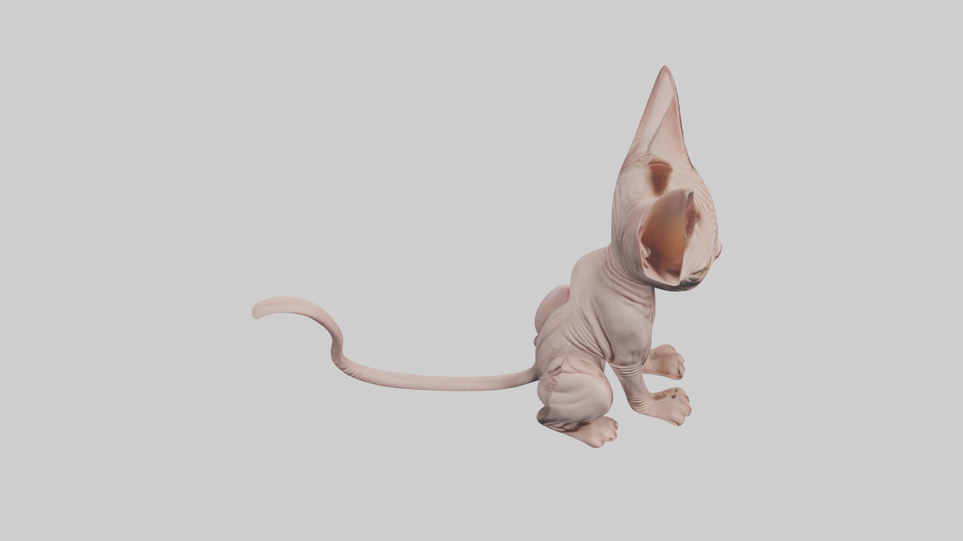 Sitting Sphynx Cat model Low-poly 3D model_10
