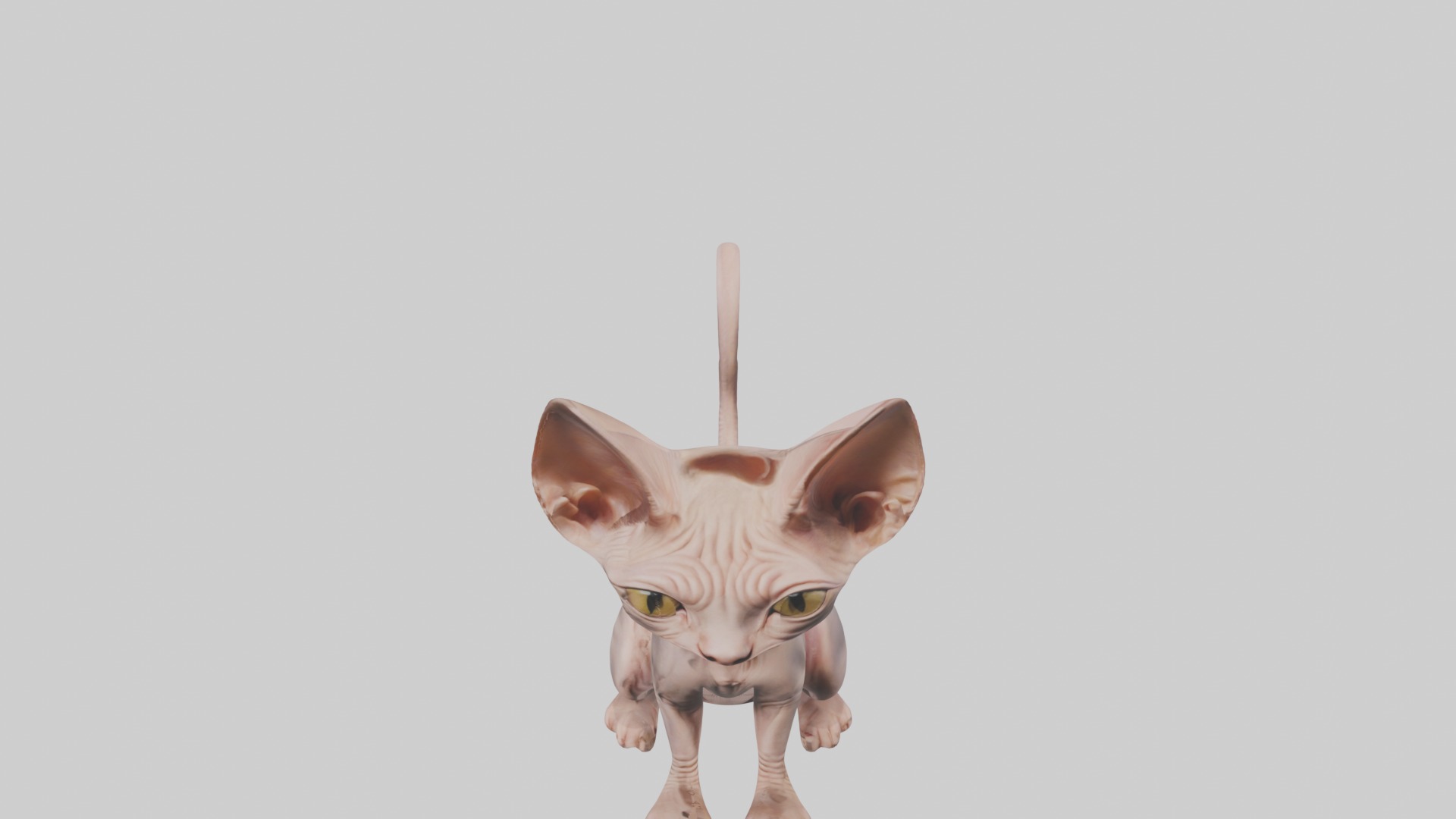 Sitting Sphynx Cat model Low-poly 3D model_11