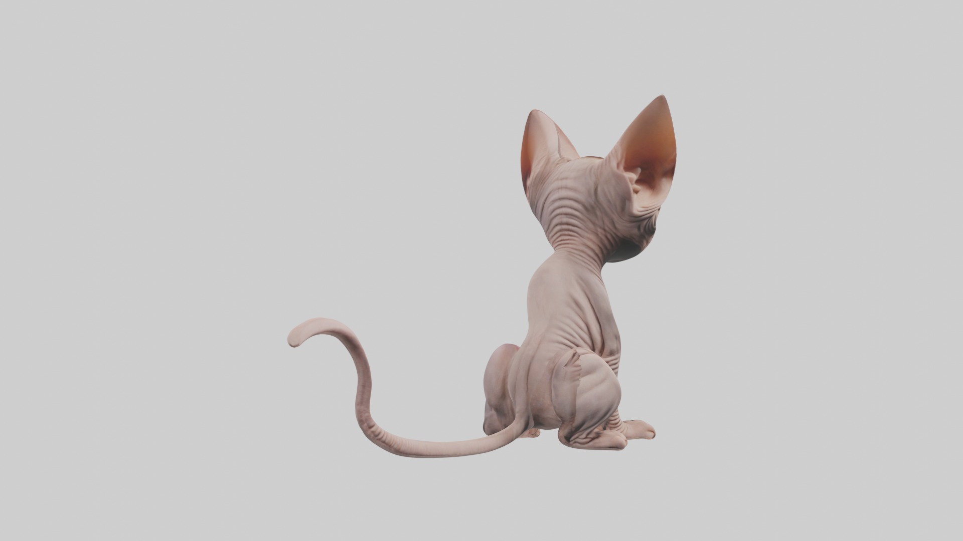 Sitting Sphynx Cat model Low-poly 3D model_5