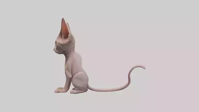 Sitting Sphynx Cat model