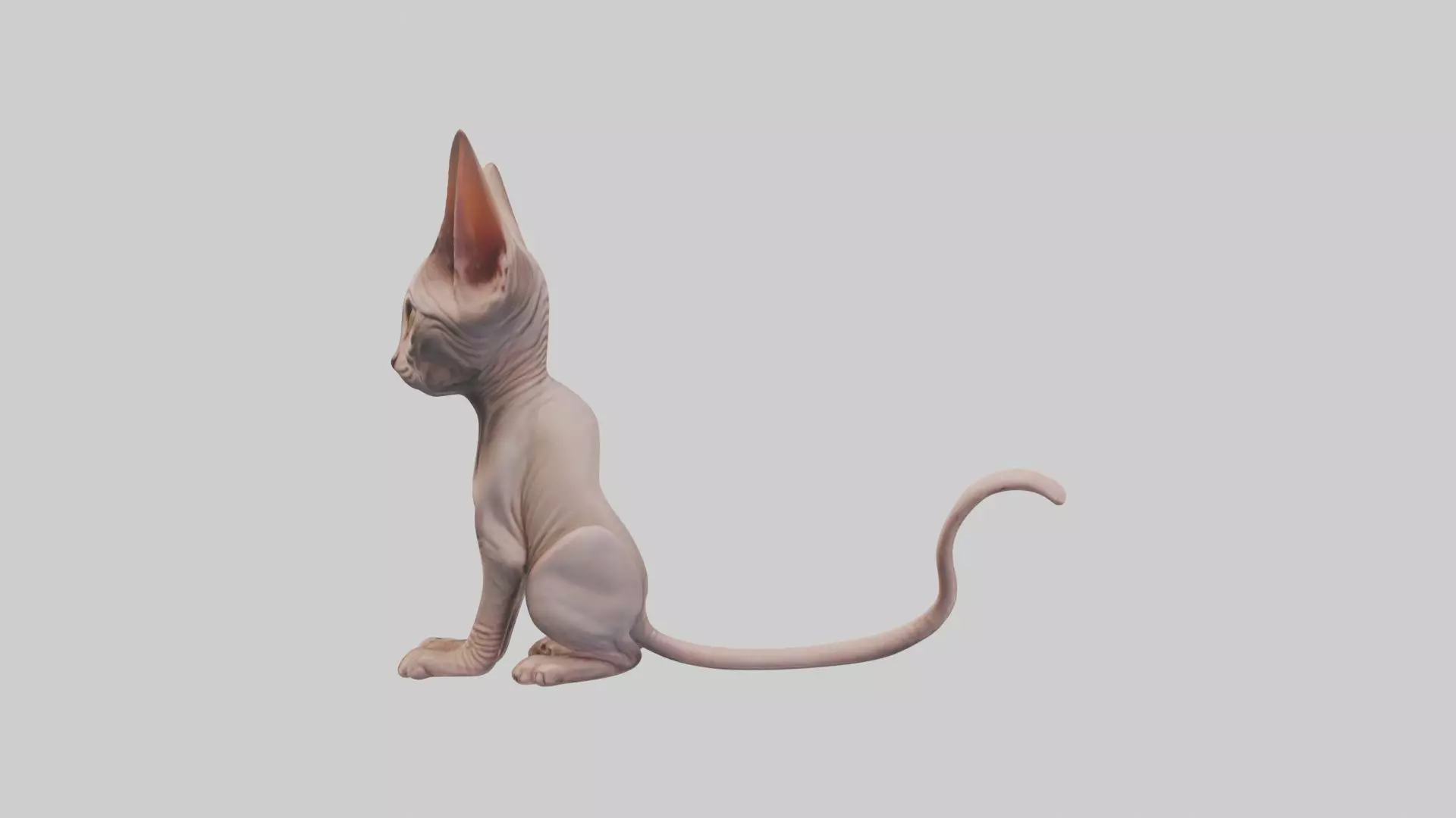 Sitting Sphynx Cat model Low-poly 3D model_0