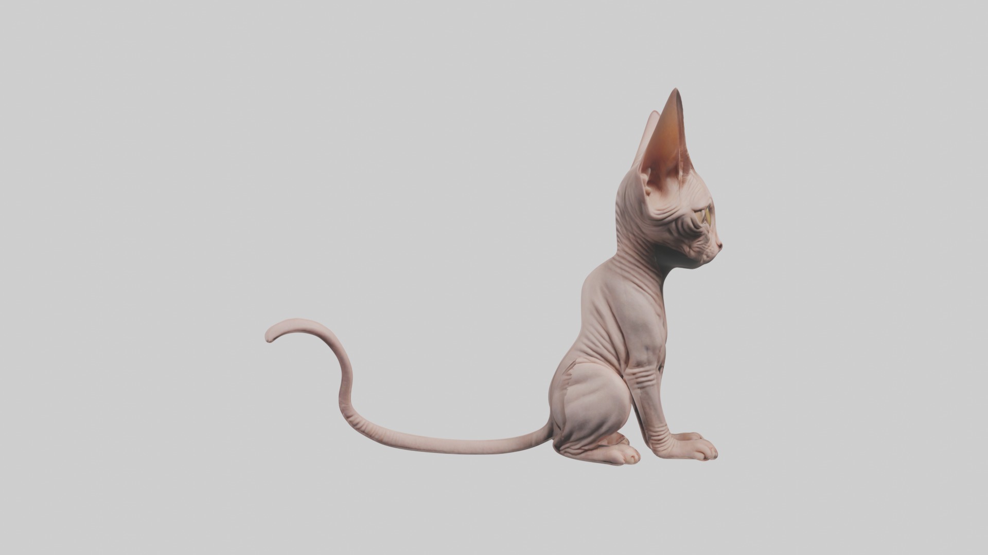 Sitting Sphynx Cat model Low-poly 3D model_3