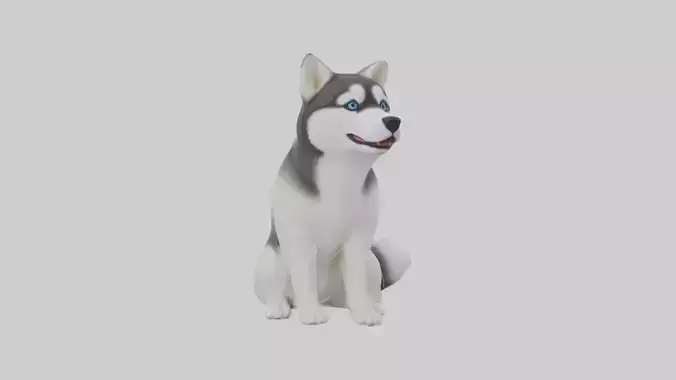 Sitting Siberian Husky model Low-poly 3D model