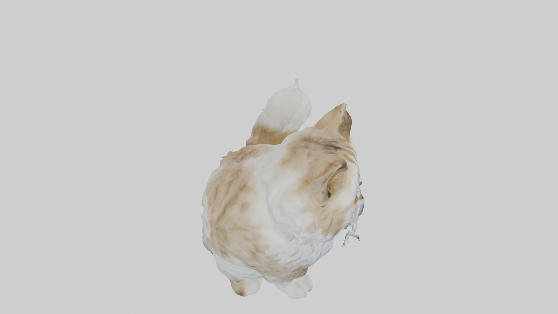 Sitting Siberian Cat model Low-poly 3D model_12