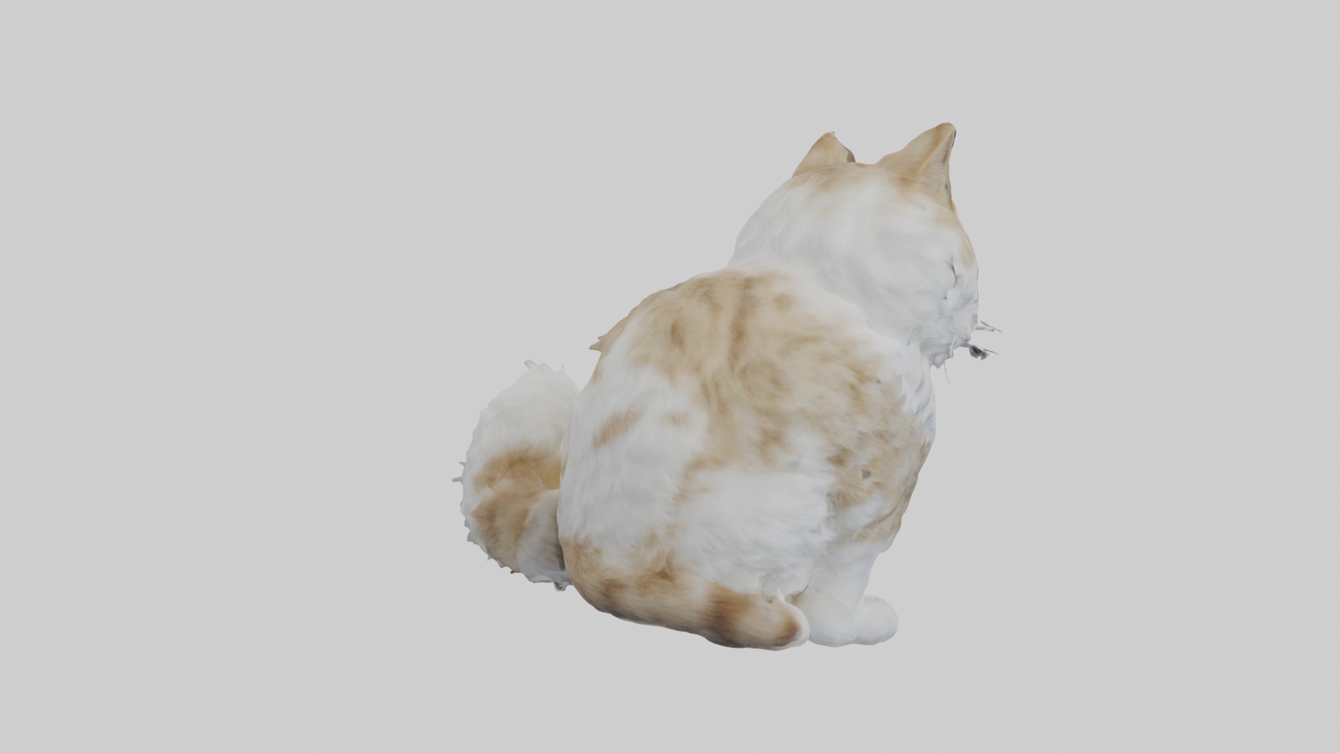 Sitting Siberian Cat model Low-poly 3D model_4