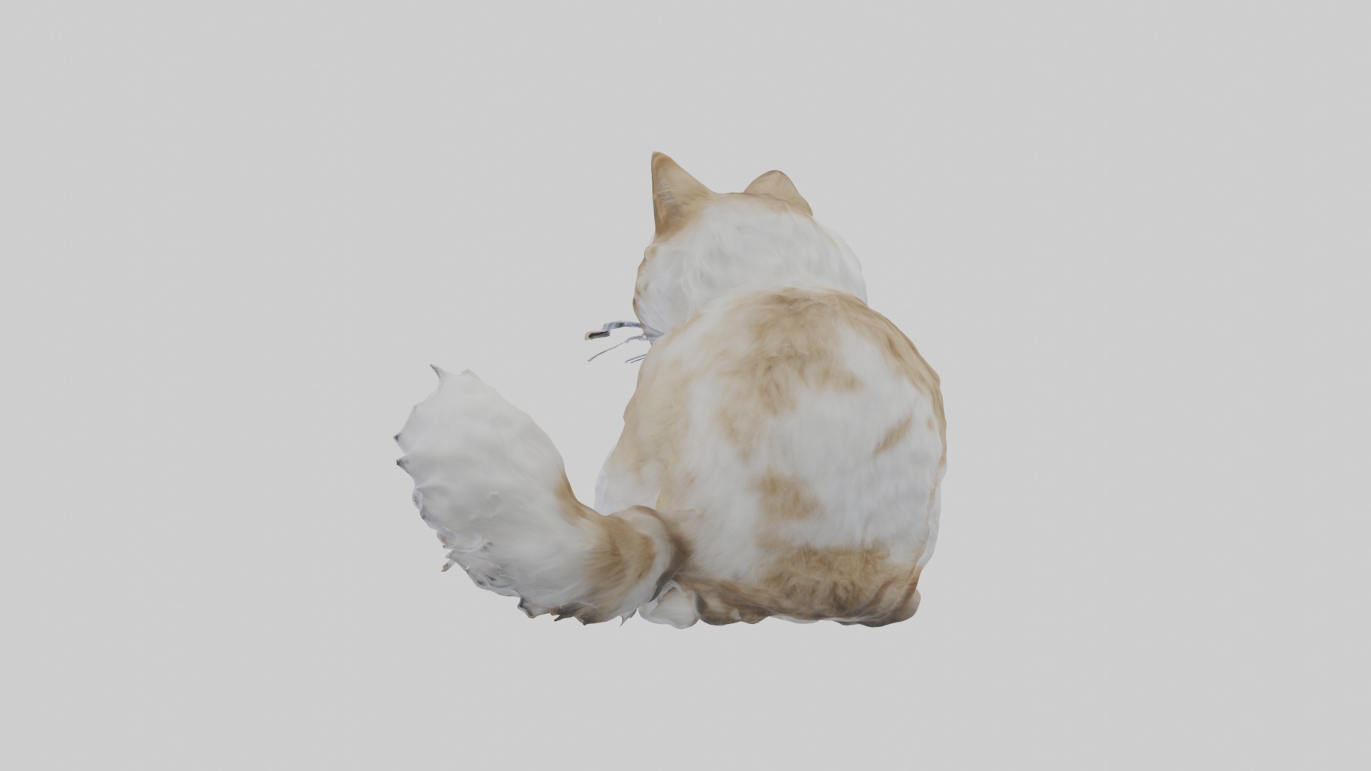 Sitting Siberian Cat model Low-poly 3D model_3