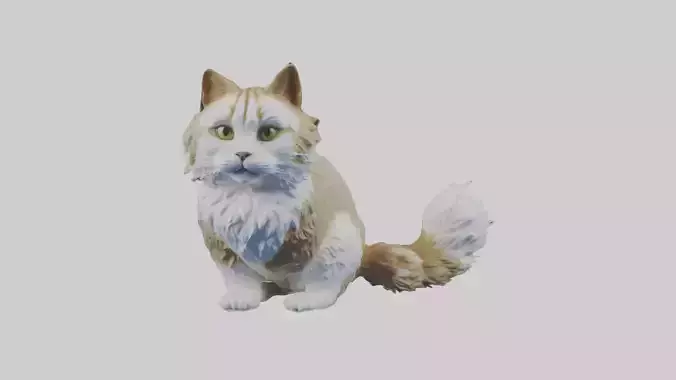 Sitting Siberian Cat model