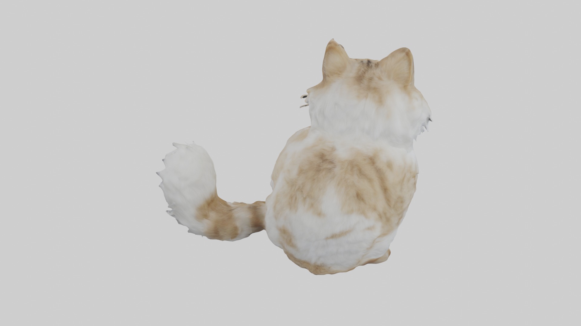 Sitting Siberian Cat model Low-poly 3D model_9