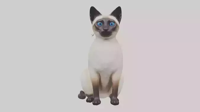 Sitting Siamese Cat model