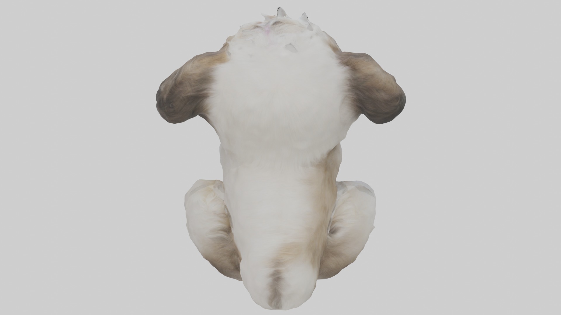Sitting Shih Tzu model Low-poly 3D model_9