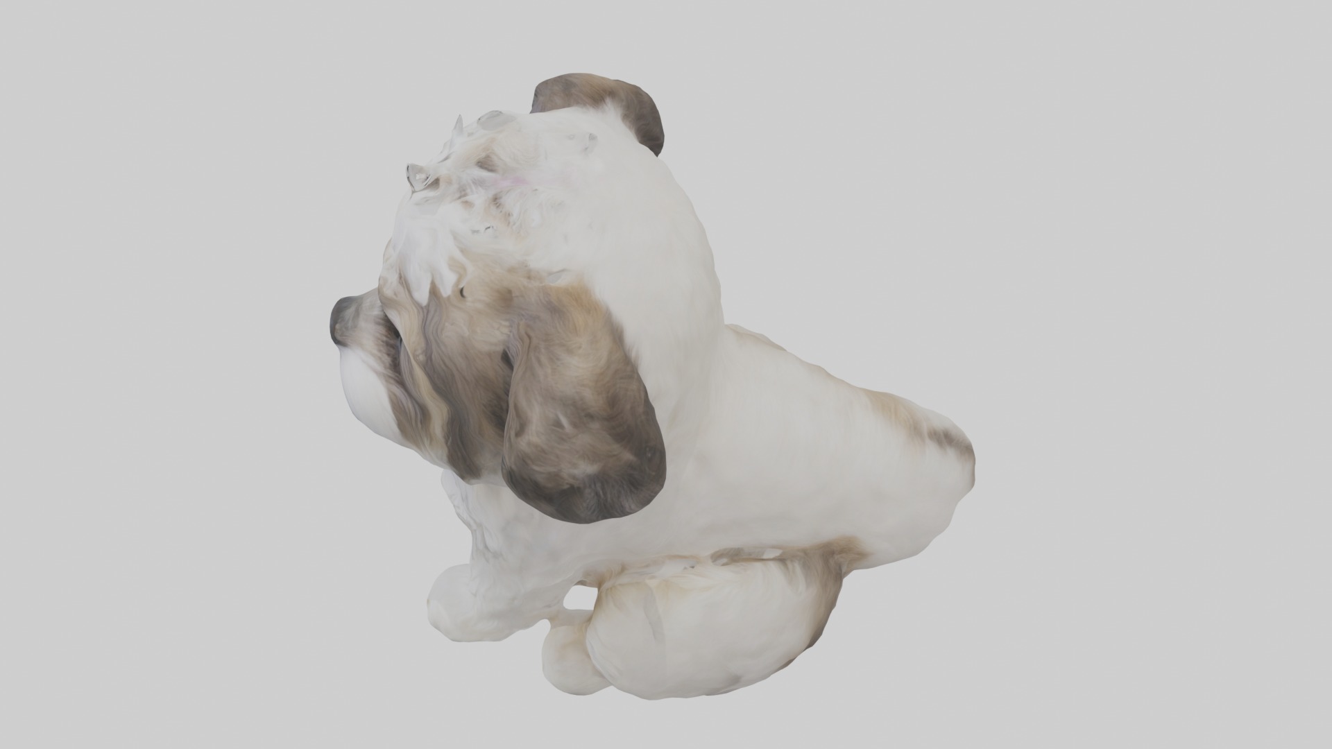 Sitting Shih Tzu model Low-poly 3D model_11