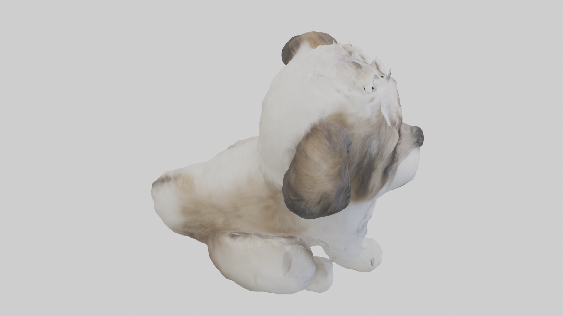 Sitting Shih Tzu model Low-poly 3D model_12