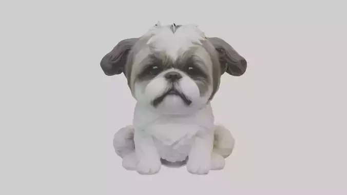 Sitting Shih Tzu model
