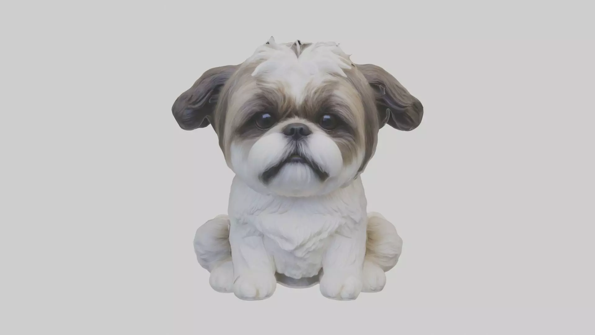 Sitting Shih Tzu model Low-poly 3D model_0