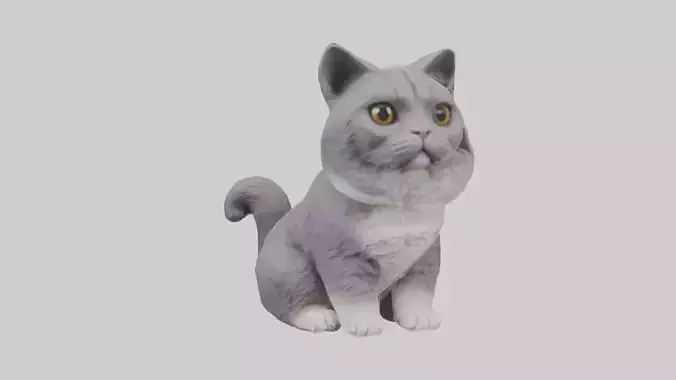 Sitting Scottish Fold Cat model