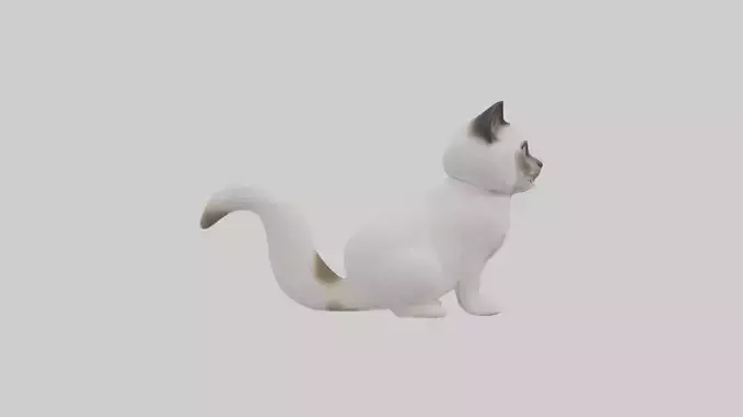 Sitting Ragdoll Cat model