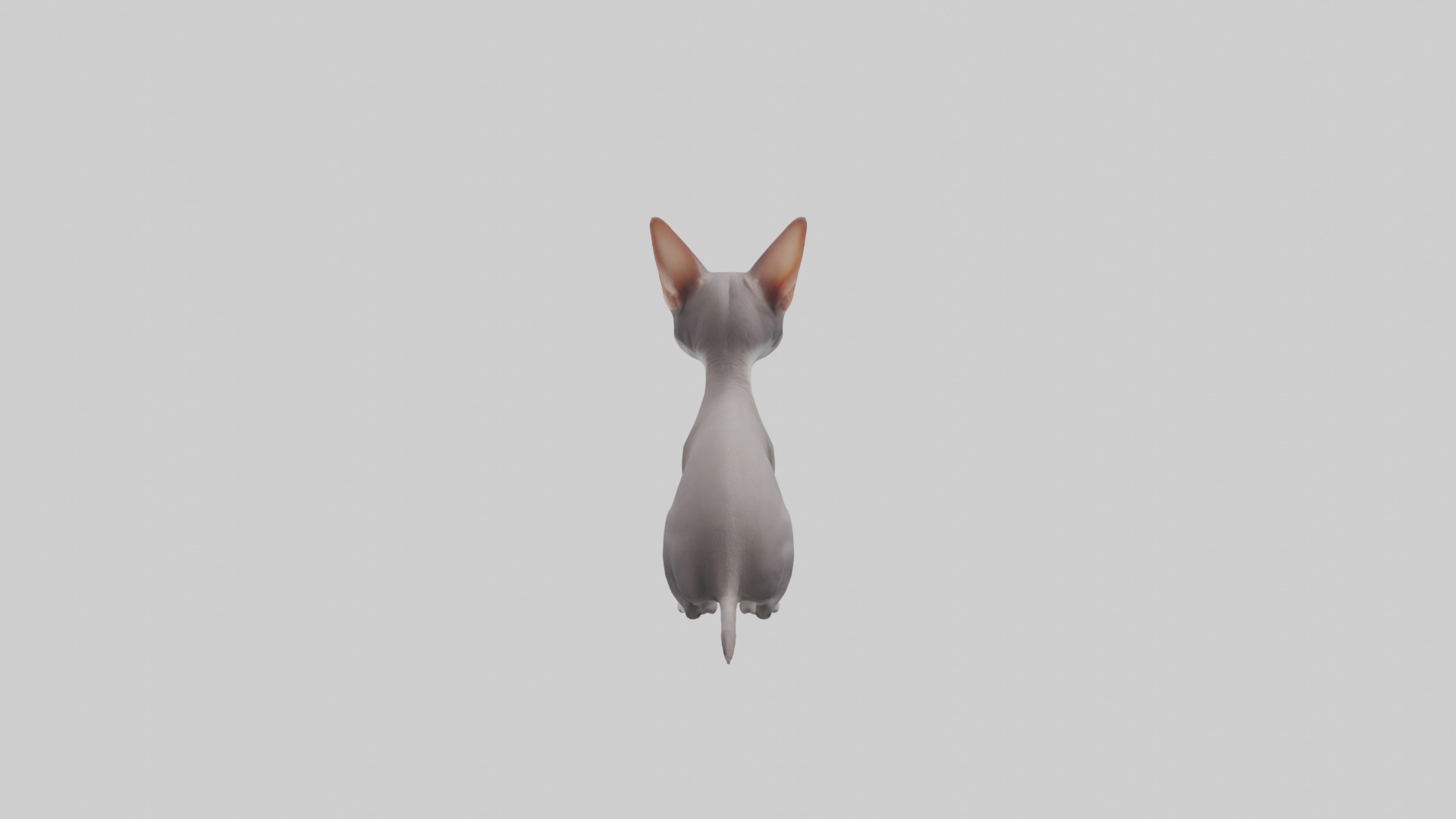 Sitting Oriental Shorthair Cat model Low-poly 3D model_2