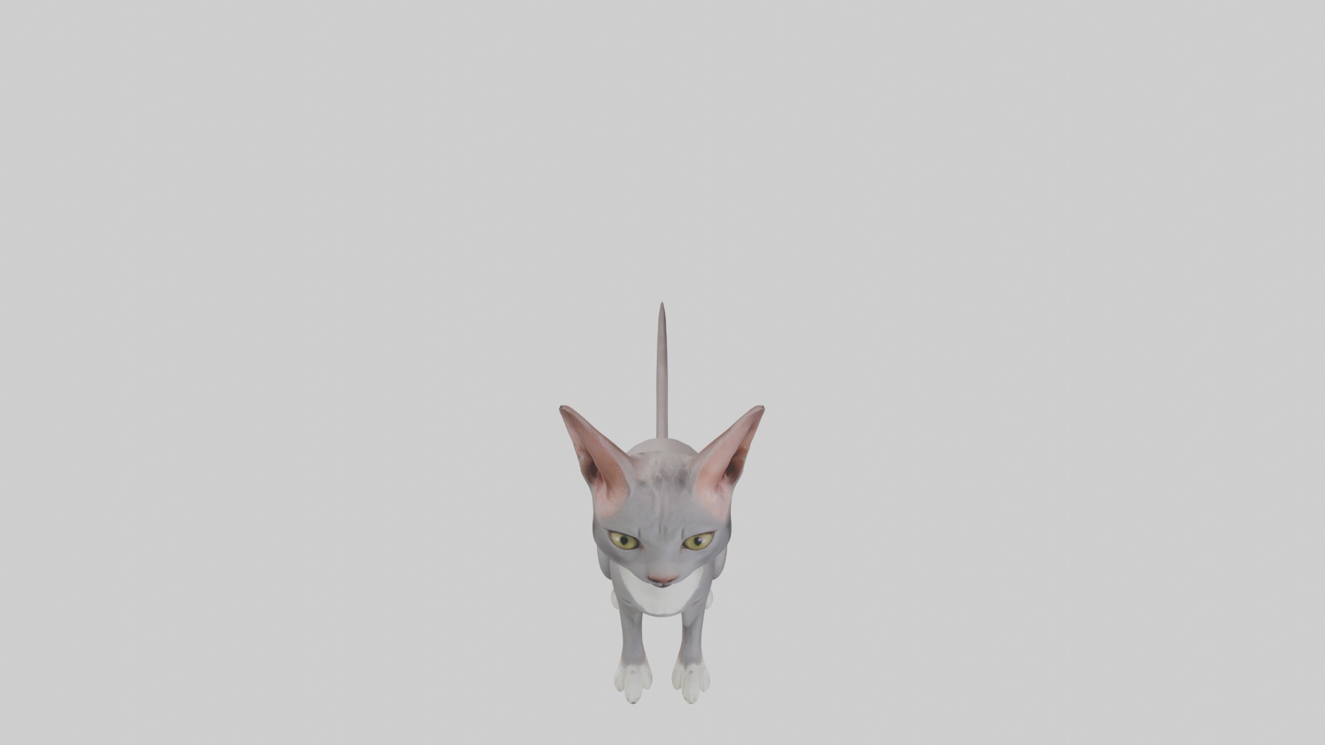 Sitting Oriental Shorthair Cat model Low-poly 3D model_10