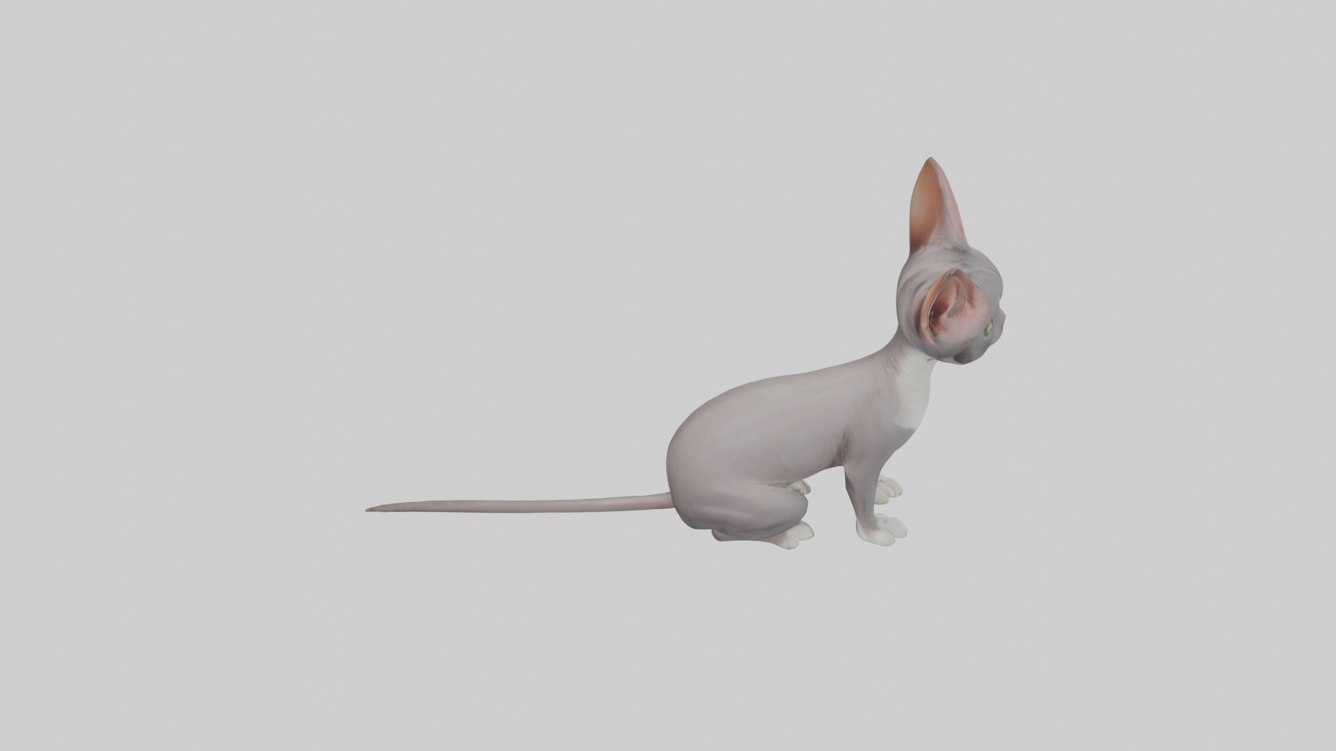 Sitting Oriental Shorthair Cat model Low-poly 3D model_12