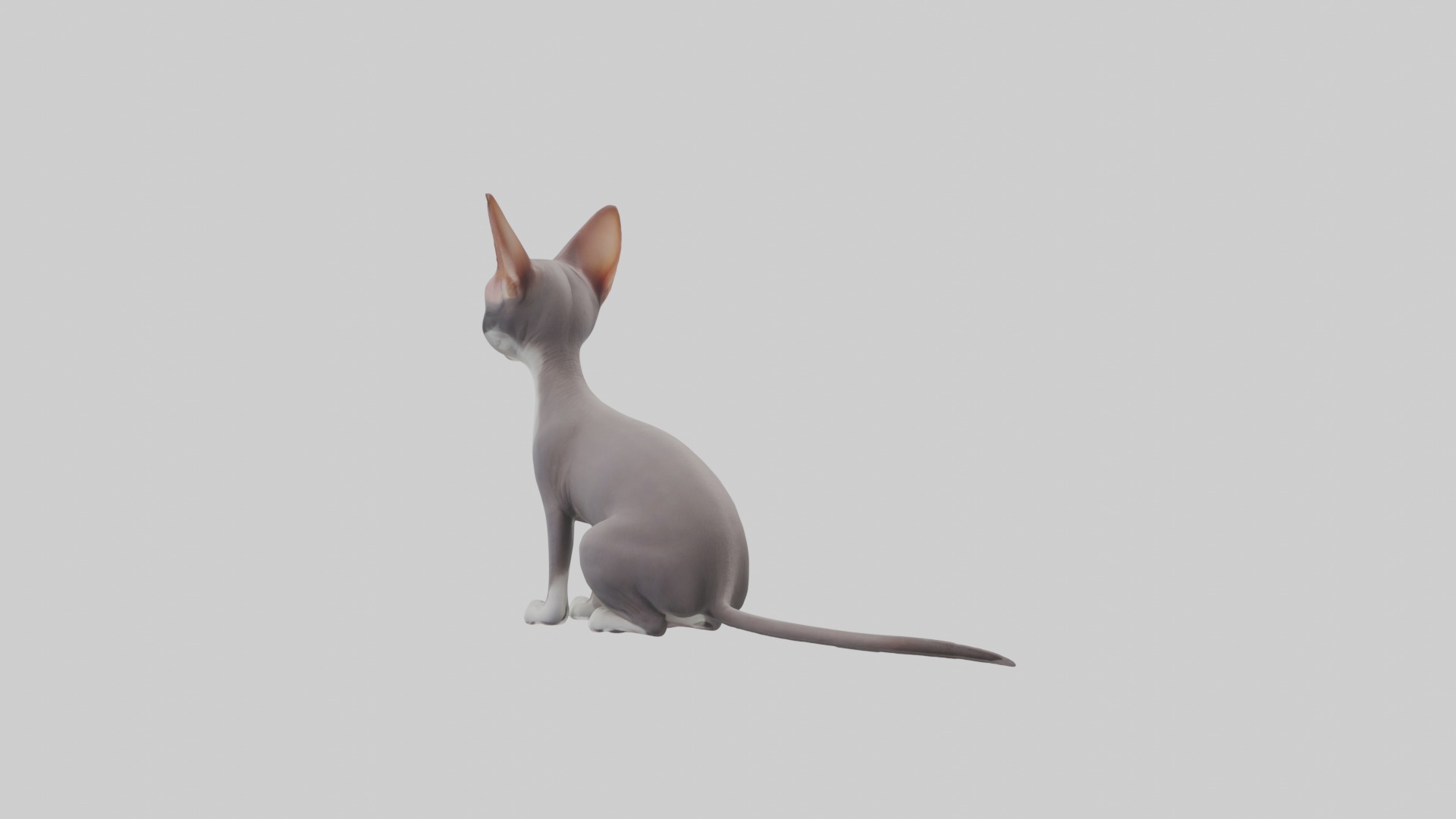 Sitting Oriental Shorthair Cat model Low-poly 3D model_3