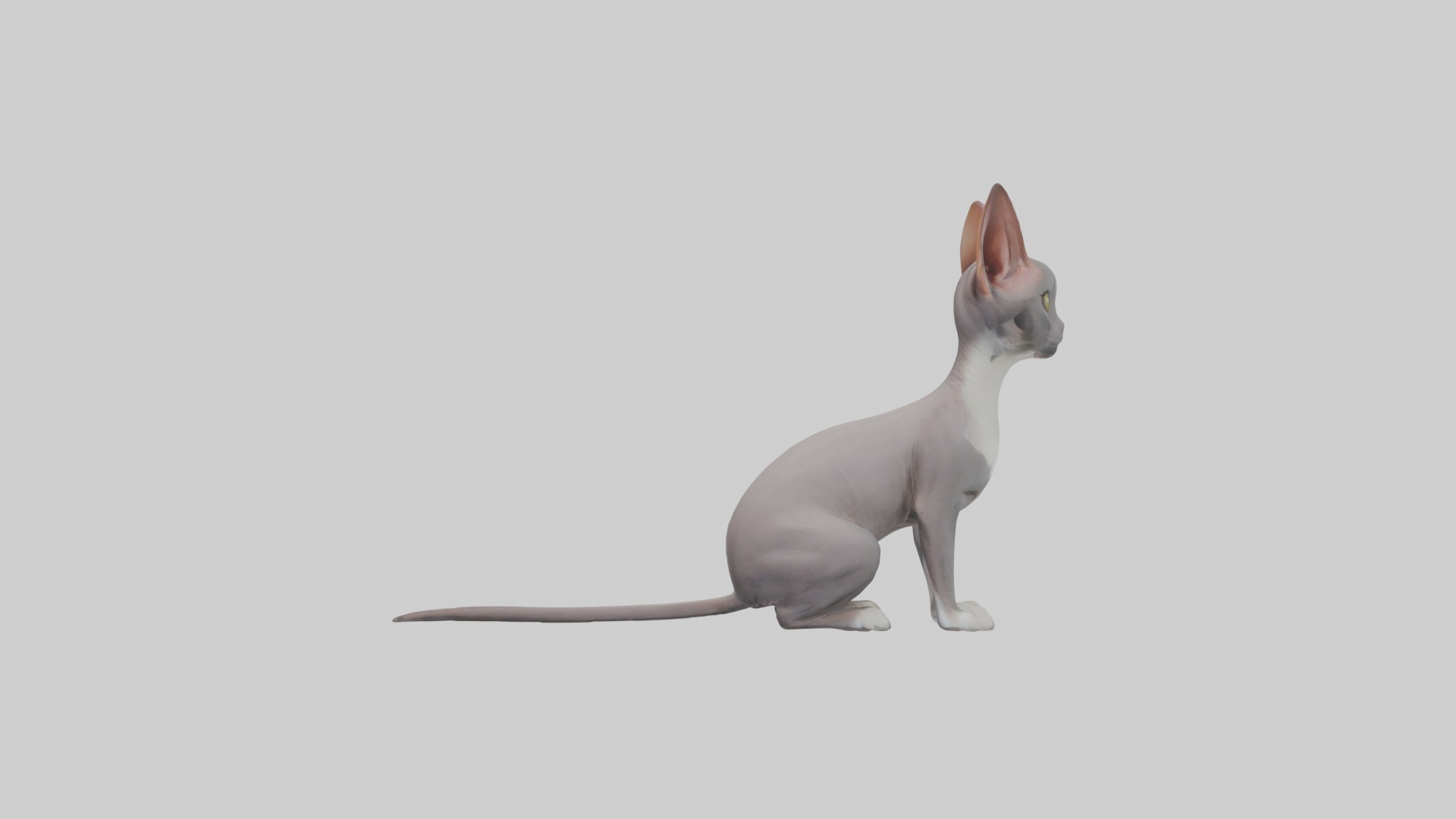 Sitting Oriental Shorthair Cat model Low-poly 3D model_7