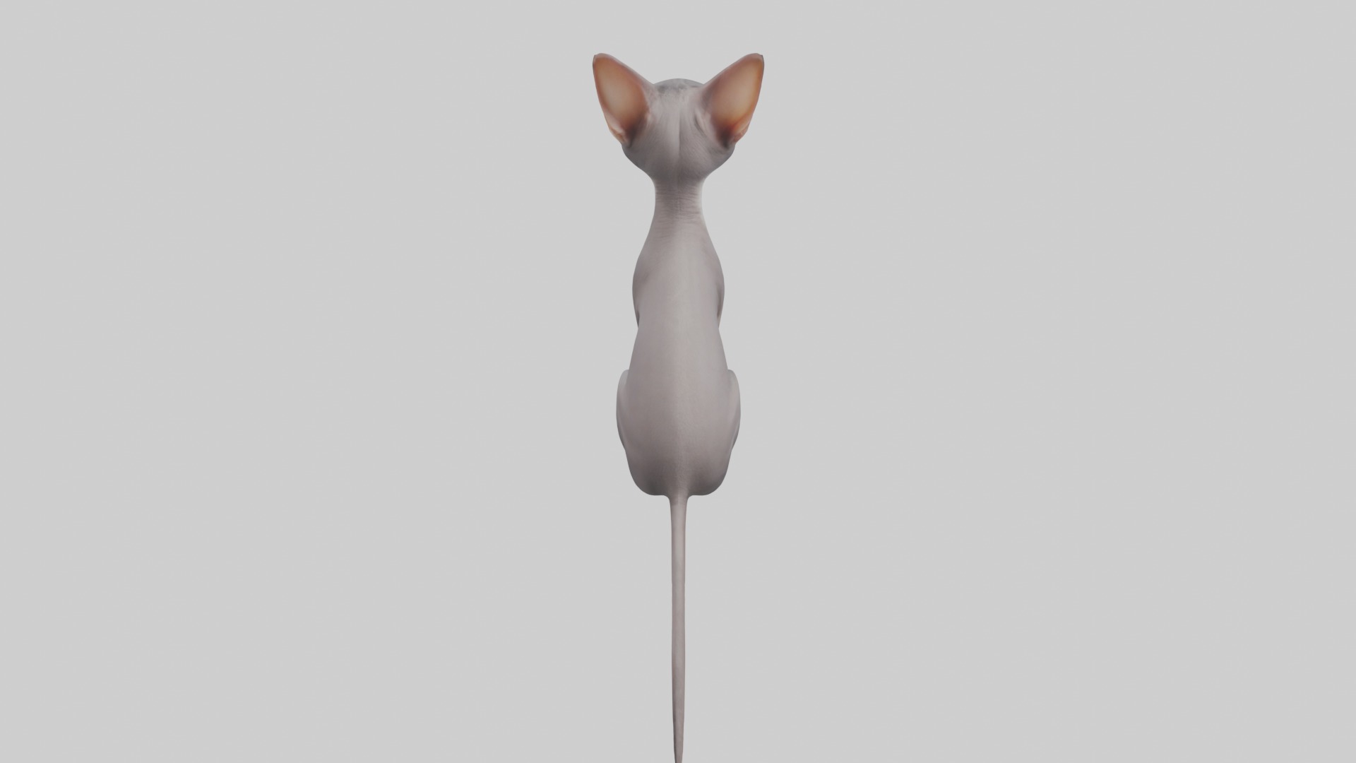 Sitting Oriental Shorthair Cat model Low-poly 3D model_9