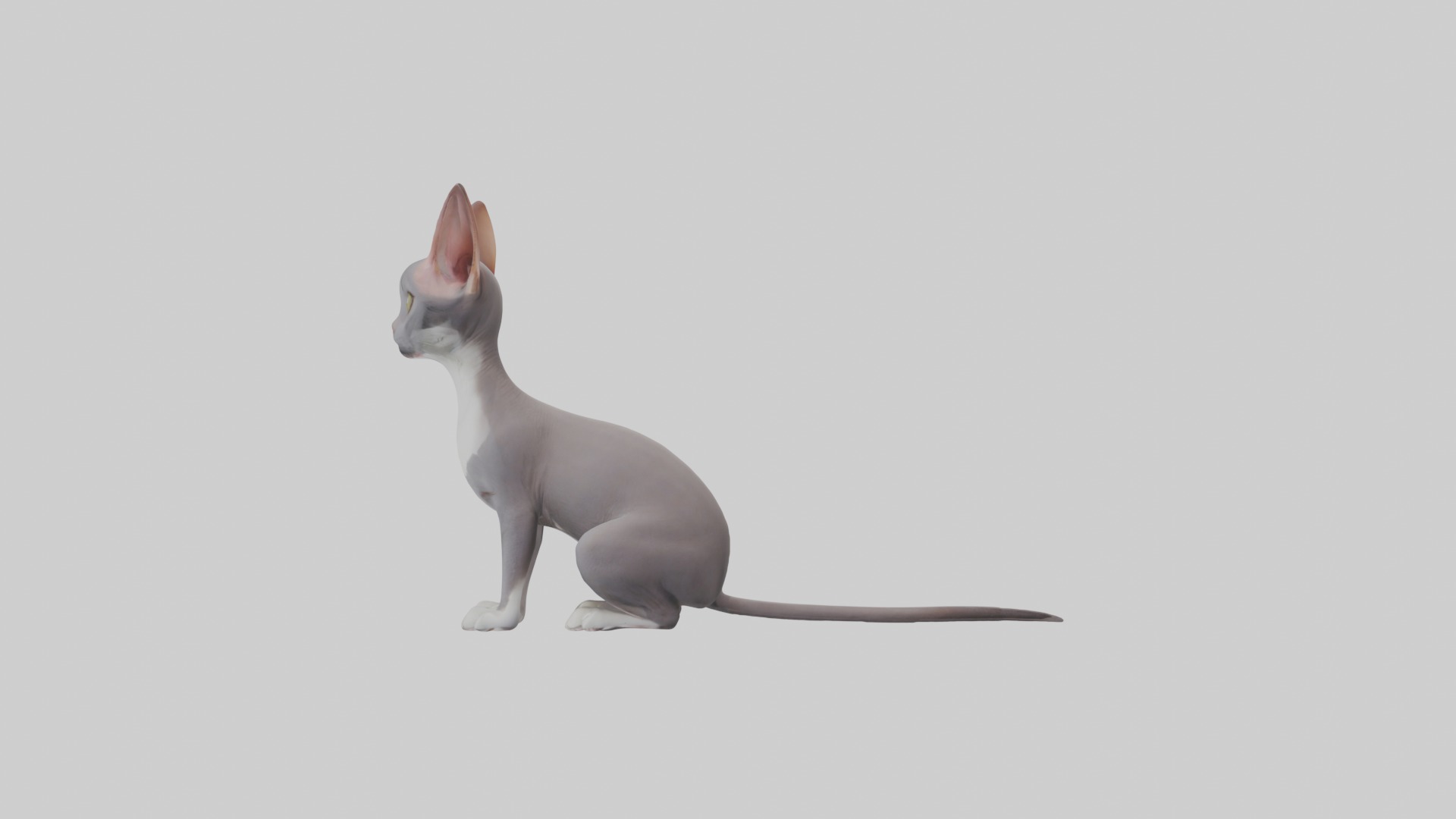 Sitting Oriental Shorthair Cat model Low-poly 3D model_6