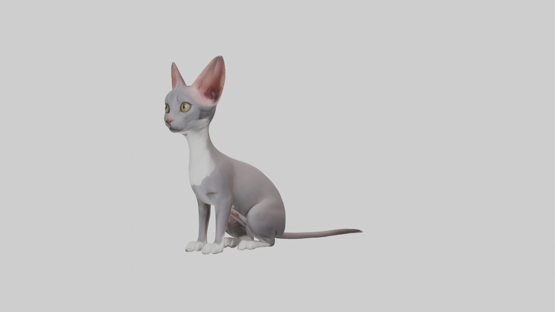 Sitting Oriental Shorthair Cat model Low-poly 3D model_1
