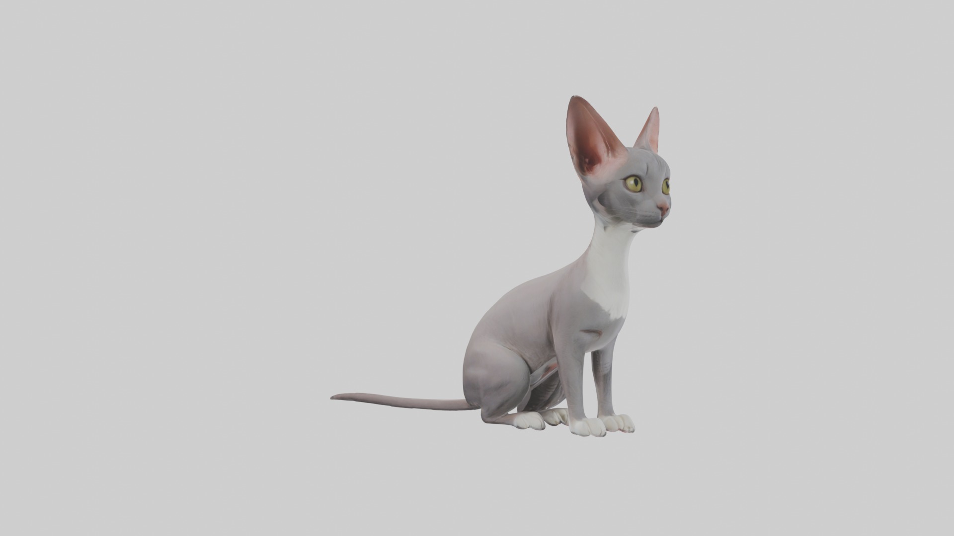Sitting Oriental Shorthair Cat model Low-poly 3D model_5