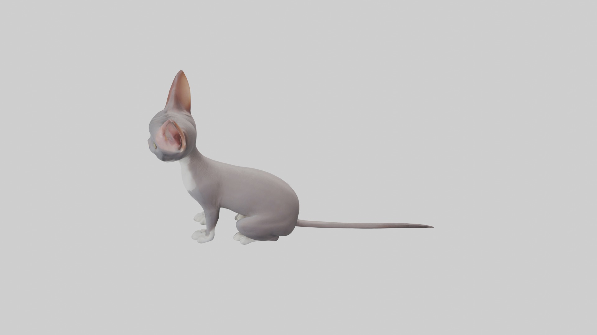 Sitting Oriental Shorthair Cat model Low-poly 3D model_11