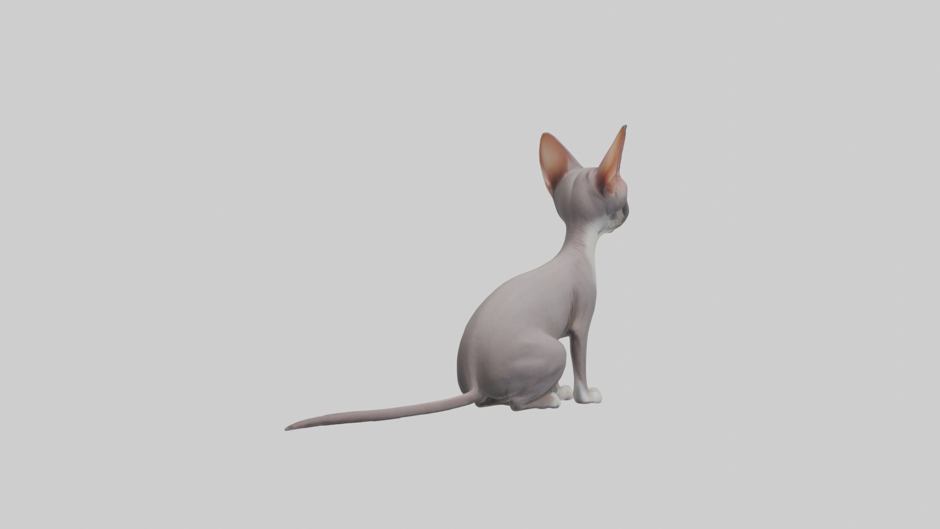 Sitting Oriental Shorthair Cat model Low-poly 3D model_4