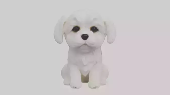 Sitting Maltese model