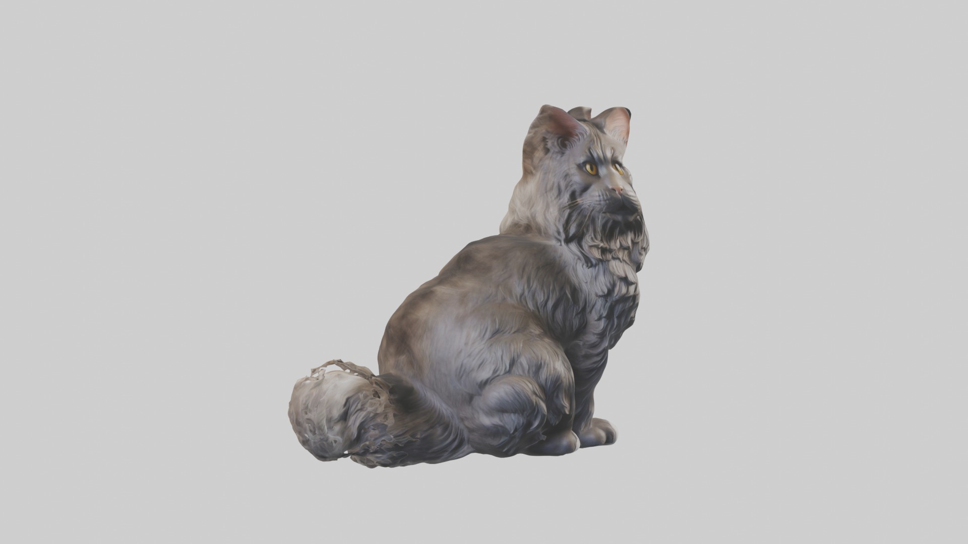 Sitting Maine Coon Cat model Low-poly 3D model_5