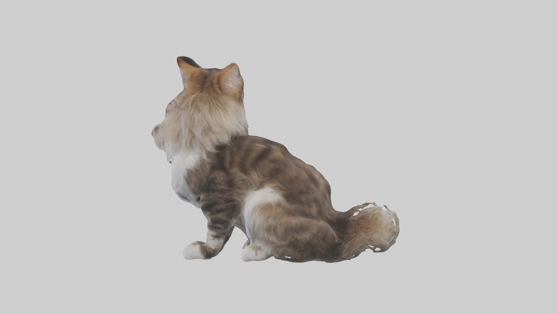 Sitting Maine Coon Cat model Low-poly 3D model_1
