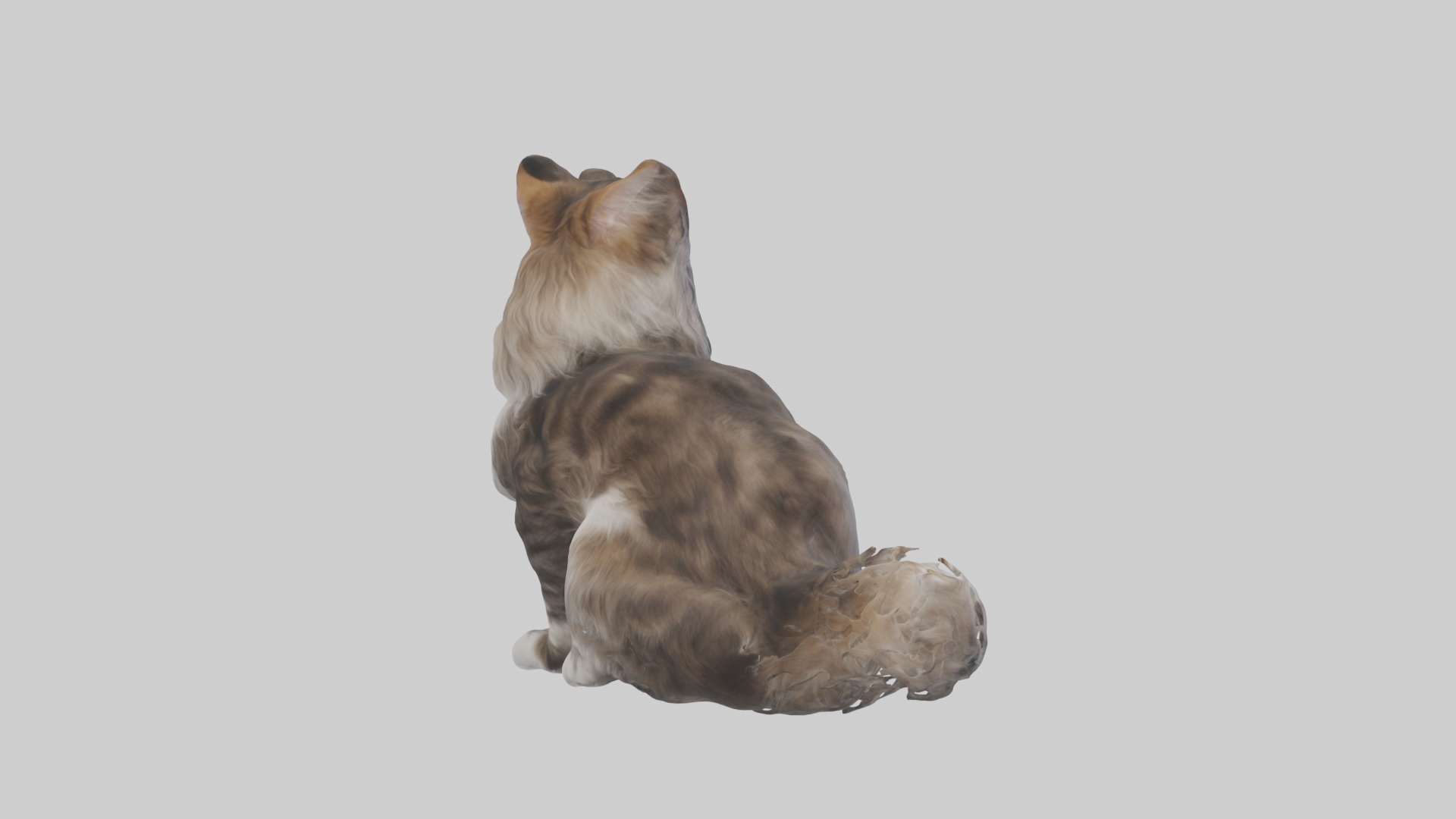 Sitting Maine Coon Cat model Low-poly 3D model_3