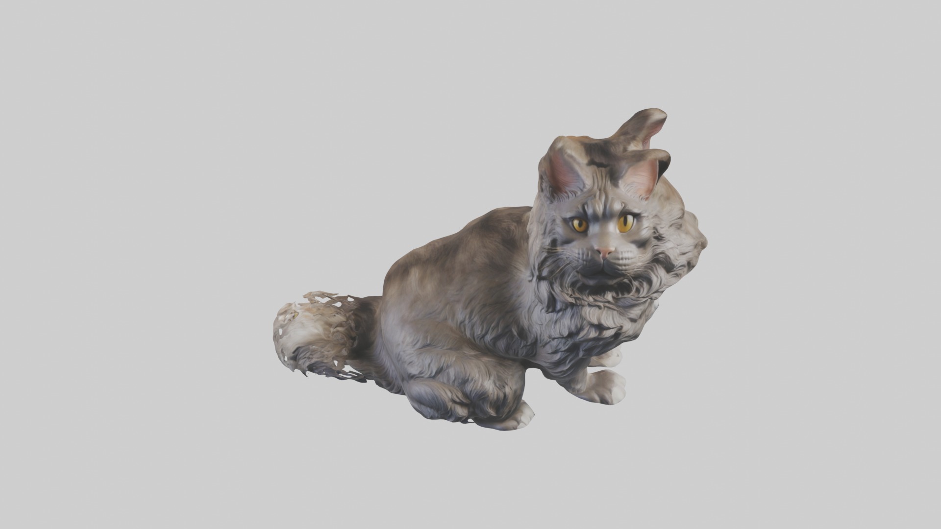 Sitting Maine Coon Cat model Low-poly 3D model_10