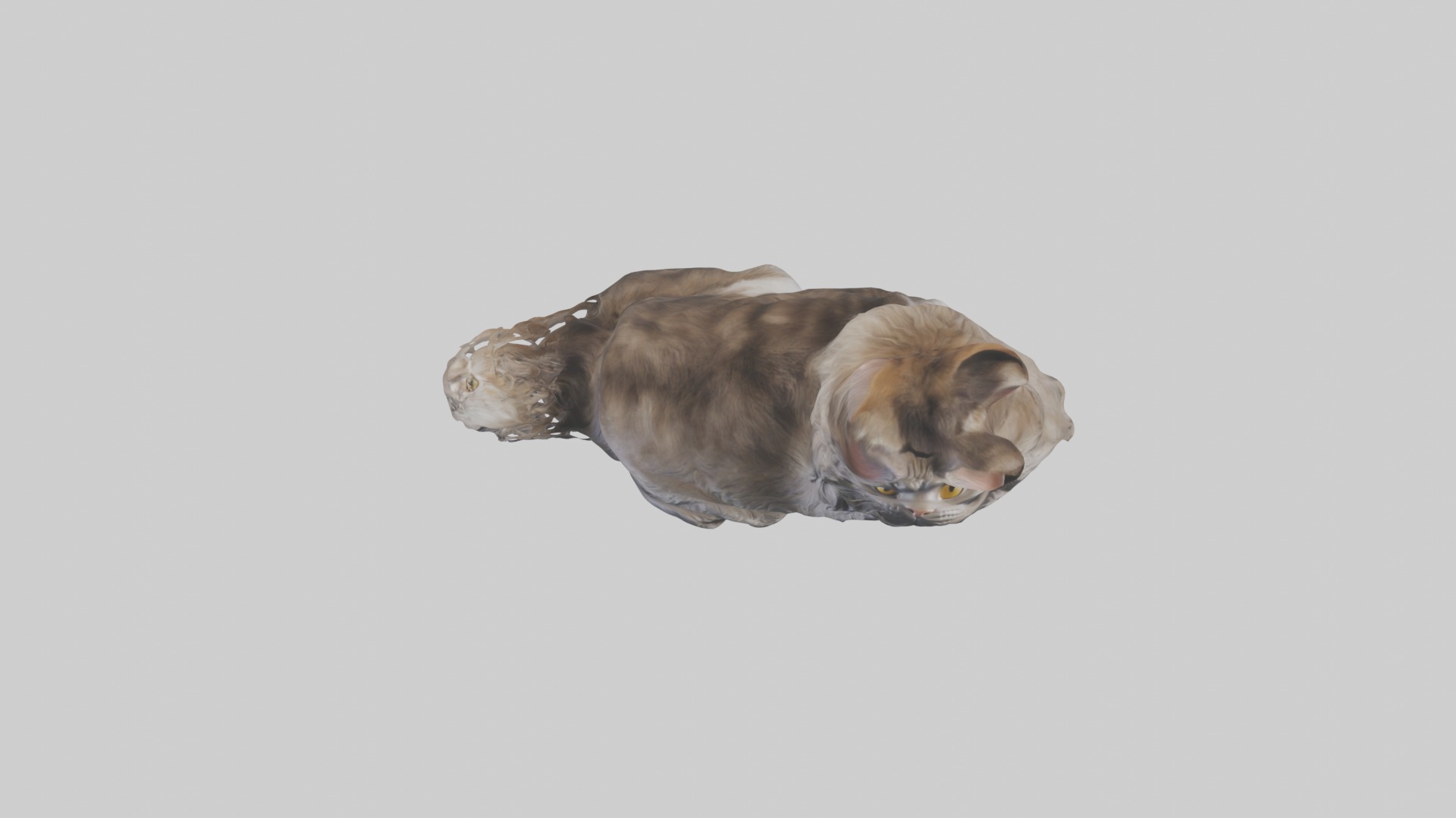 Sitting Maine Coon Cat model Low-poly 3D model_8