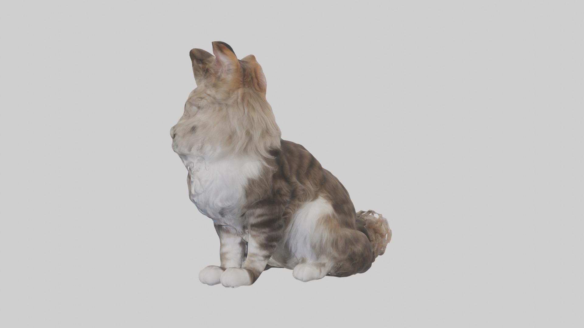 Sitting Maine Coon Cat model Low-poly 3D model_2