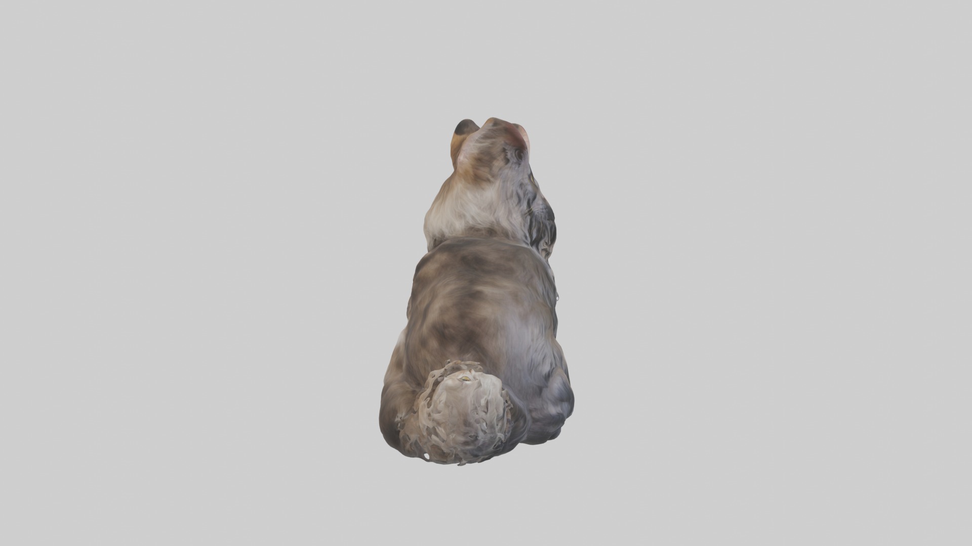 Sitting Maine Coon Cat model Low-poly 3D model_7