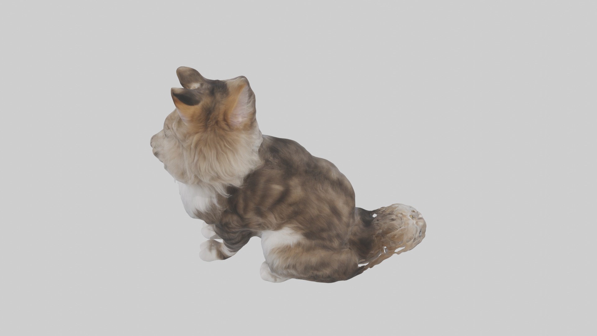 Sitting Maine Coon Cat model Low-poly 3D model_9