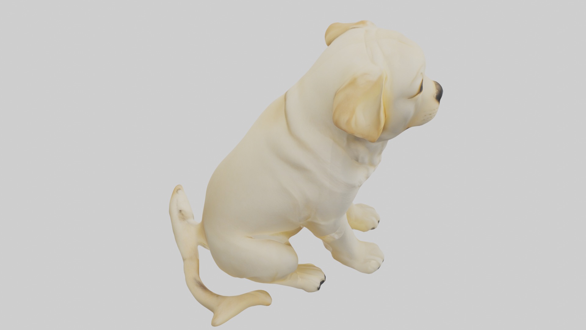 Sitting Labrador Retriever model Low-poly 3D model_12