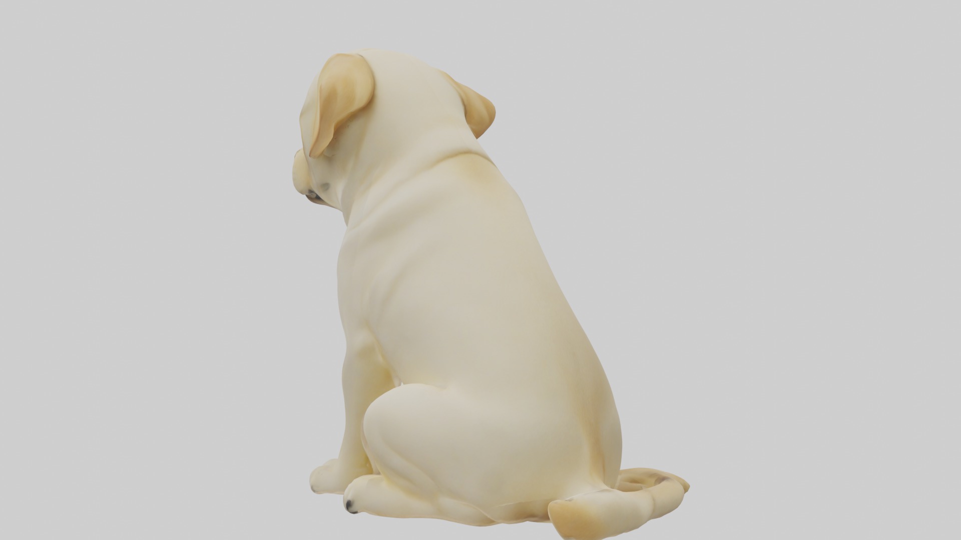 Sitting Labrador Retriever model Low-poly 3D model_2