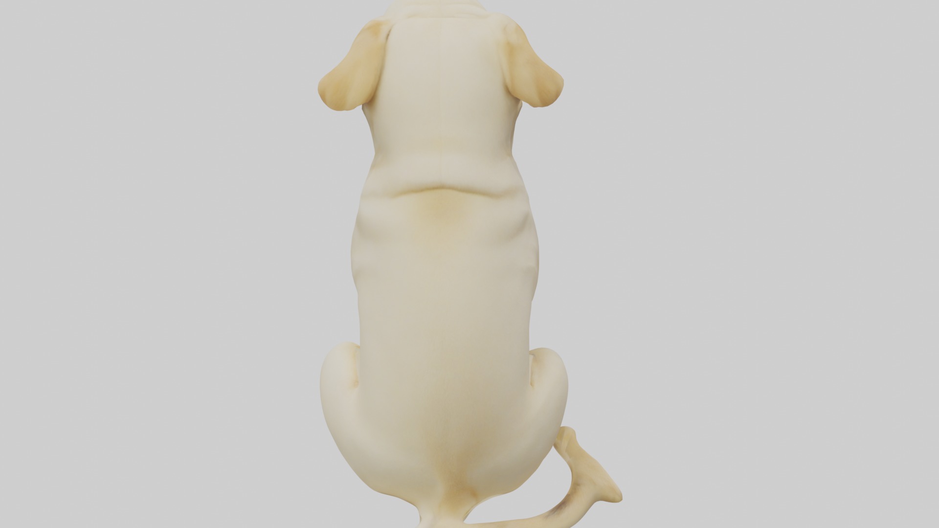 Sitting Labrador Retriever model Low-poly 3D model_9