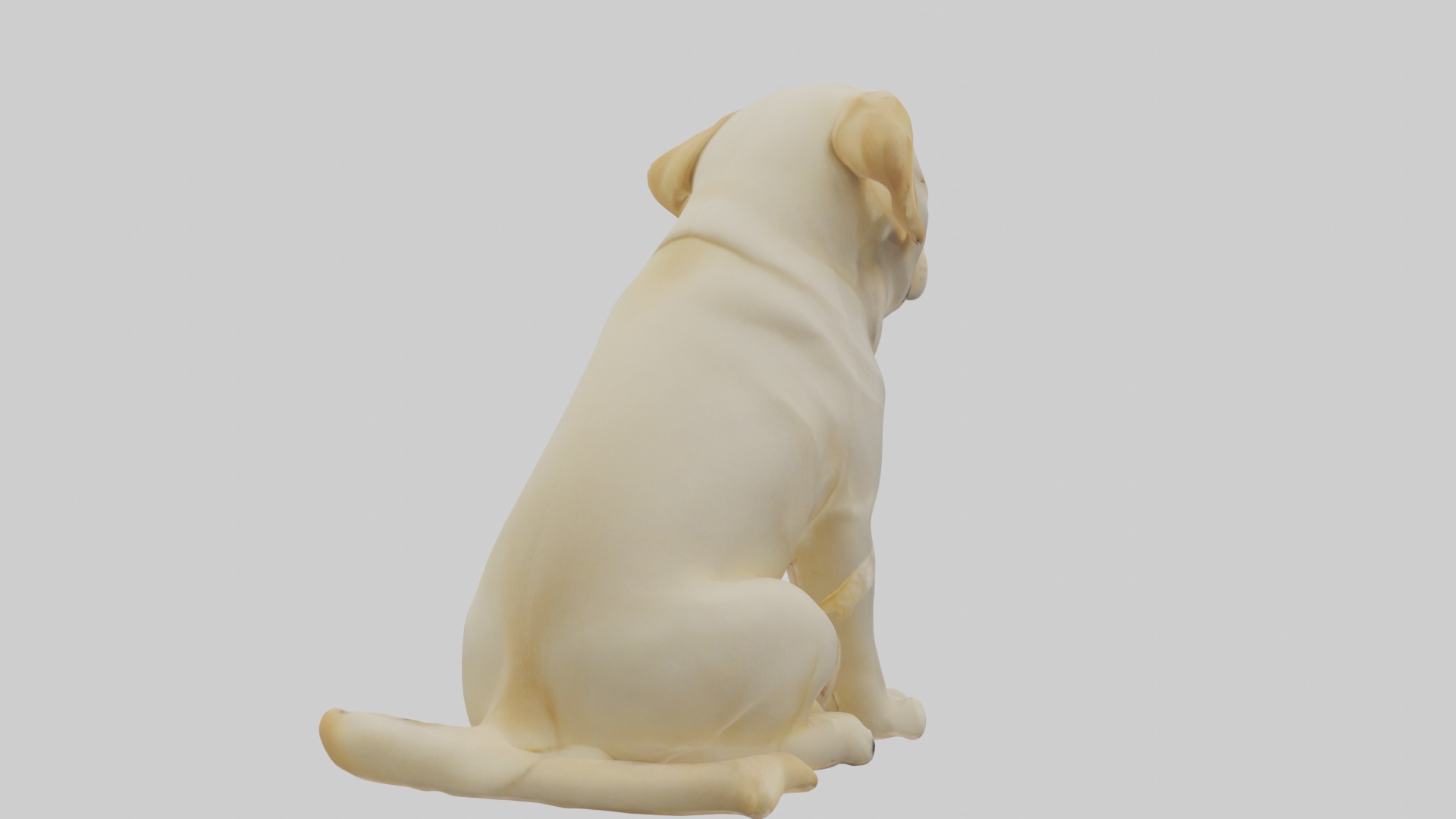 Sitting Labrador Retriever model Low-poly 3D model_3