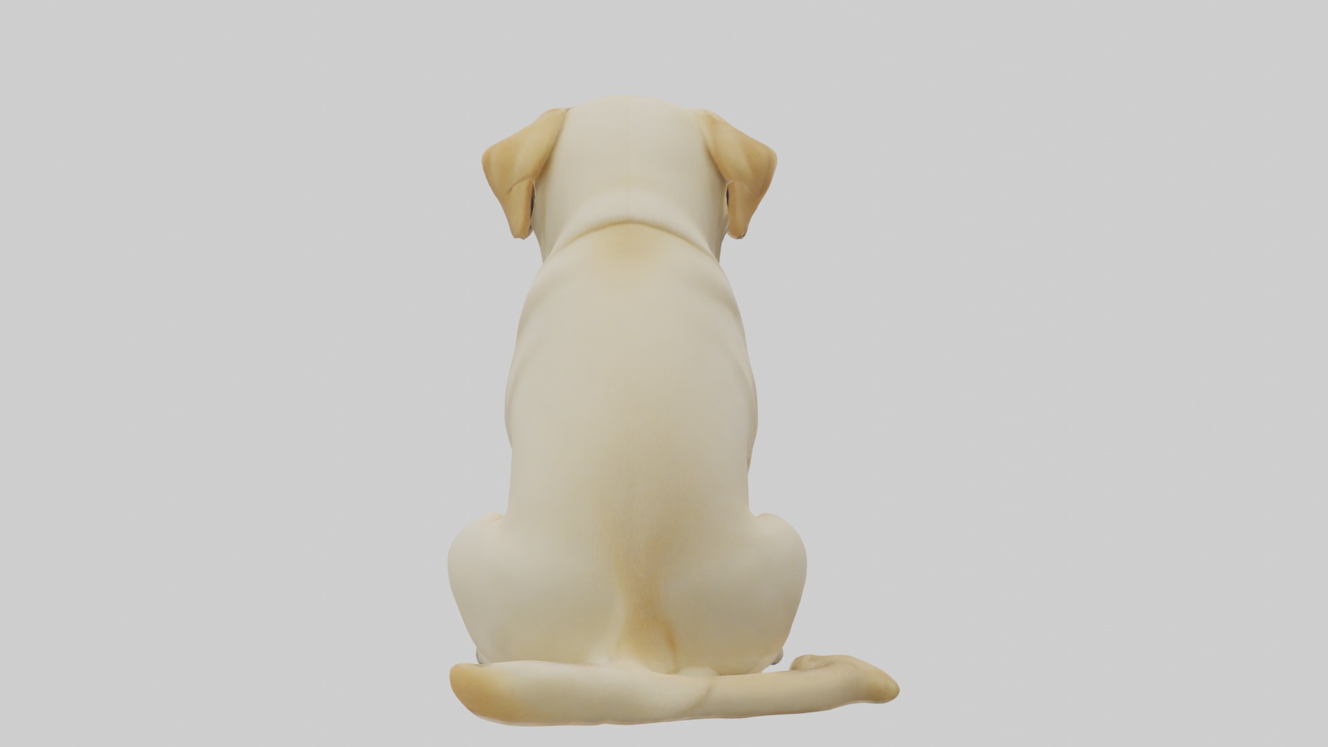Sitting Labrador Retriever model Low-poly 3D model_1