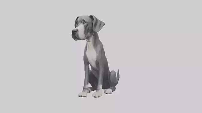 Sitting Great Dane model