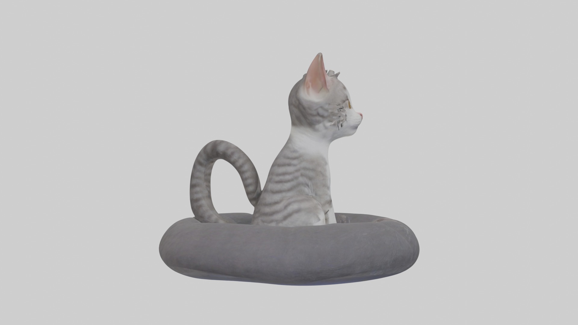 Sitting European Shorthair Cat model Low-poly 3D model_7
