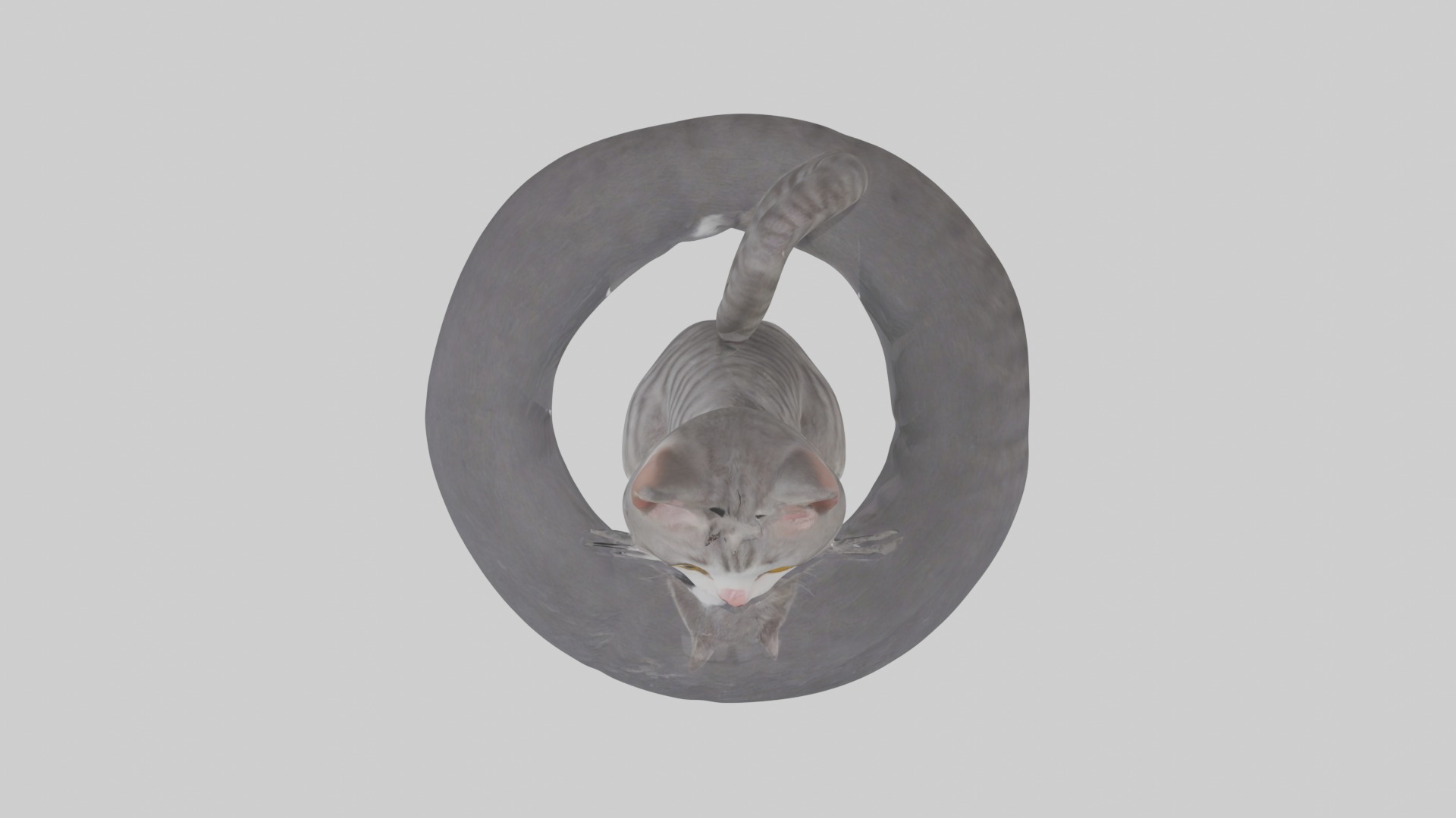 Sitting European Shorthair Cat model Low-poly 3D model_8
