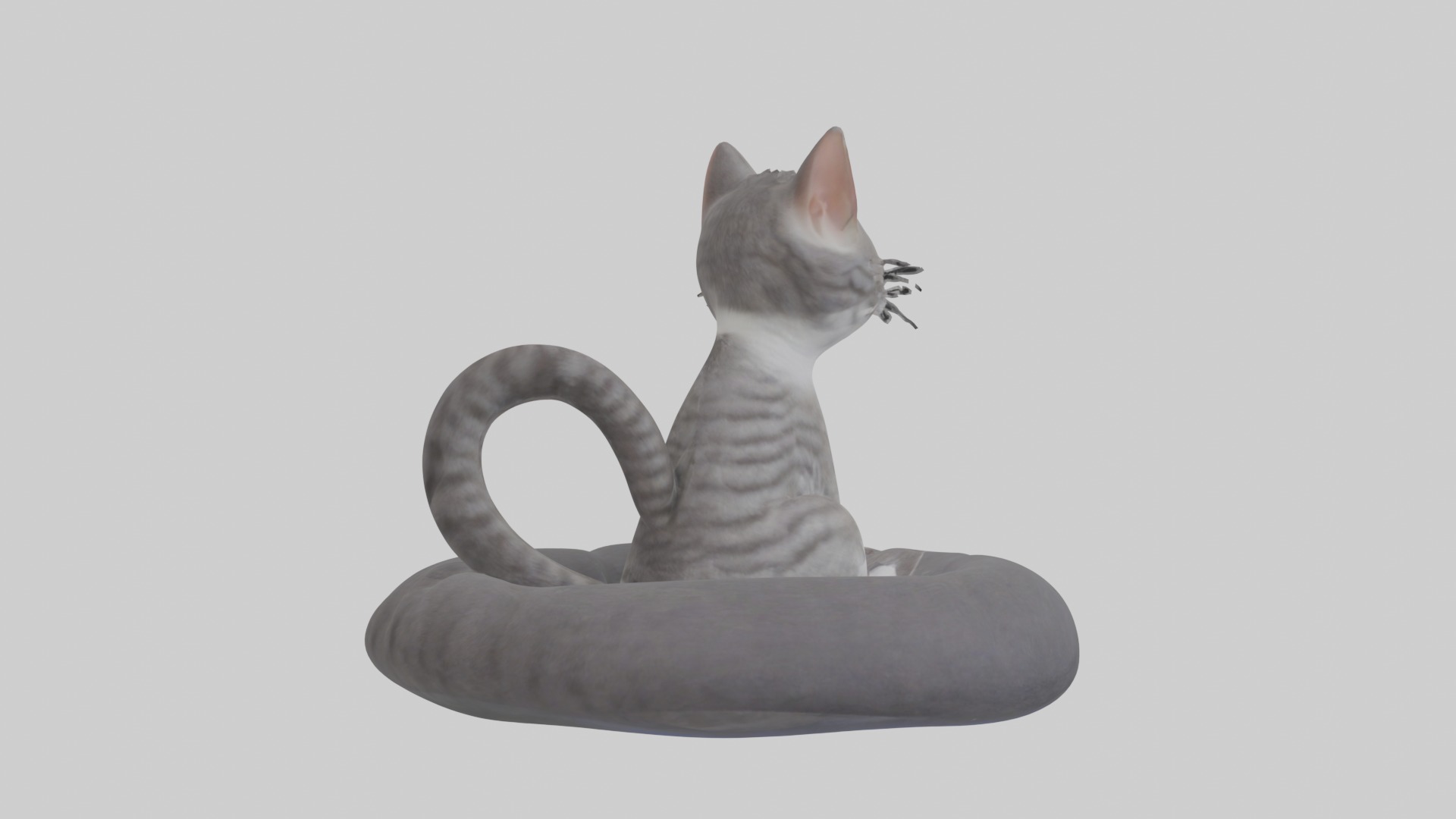 Sitting European Shorthair Cat model Low-poly 3D model_3