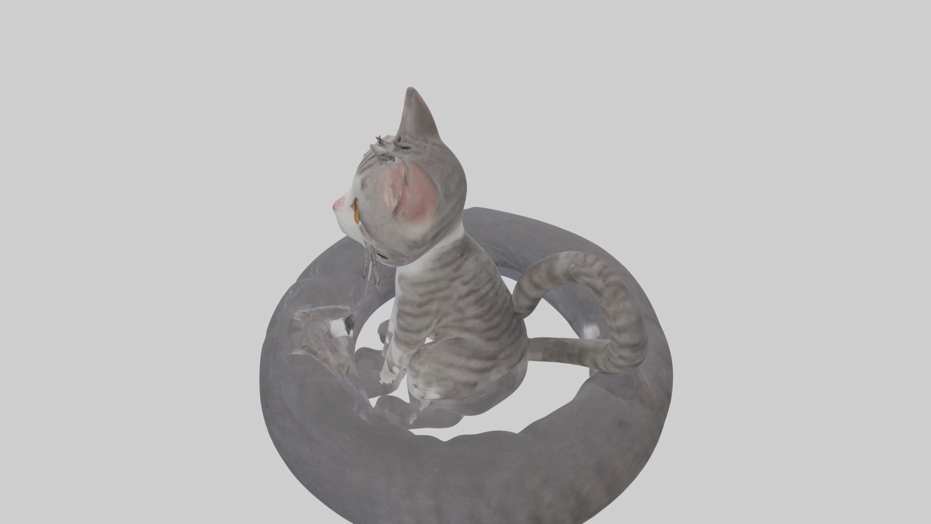 Sitting European Shorthair Cat model Low-poly 3D model_11